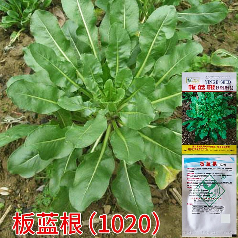 板蓝根种子大青叶种籽阳台庭院盆栽菘蓝籽食用特色野菜板兰根苗