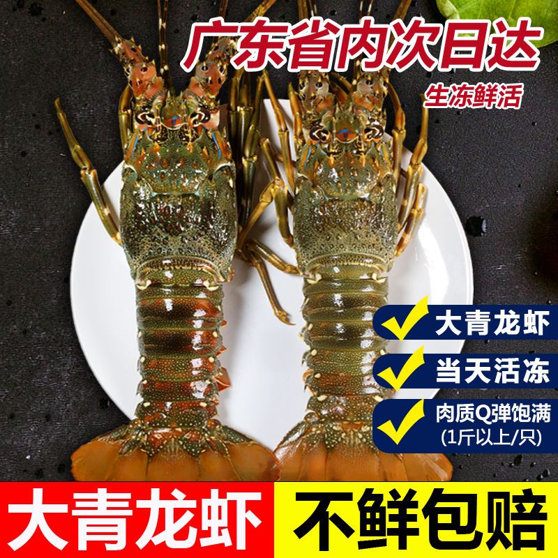 湛江海鲜水产鲜活正宗大青龙虾鲜活速冻小青龙虾鲜活海鲜批发