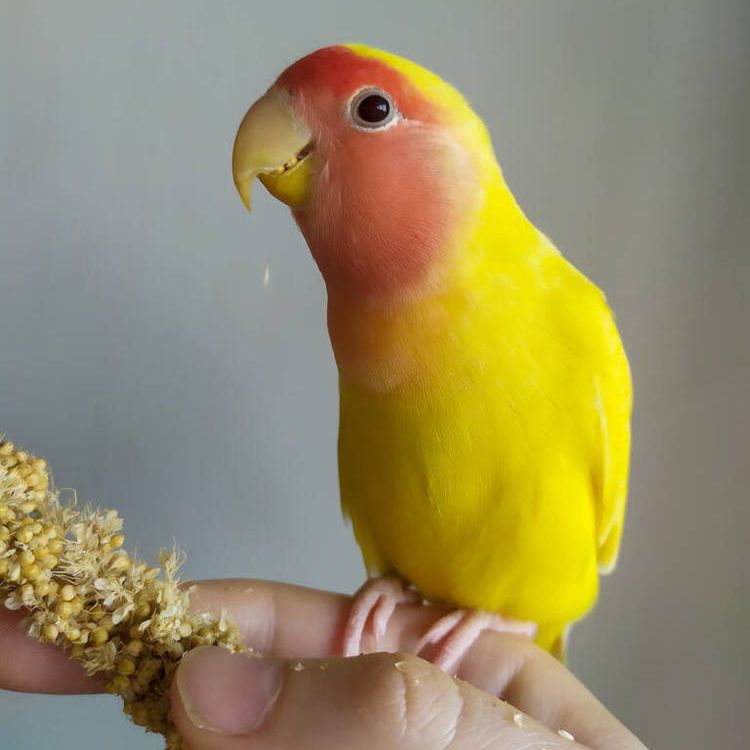 牡丹鹦鹉活体宠物鸟虎皮手养亲人爱情鸟桃面特价一对黄桃绿桃鹦鹉【4月20日发完】 - 贝卡鲜永邦专卖店