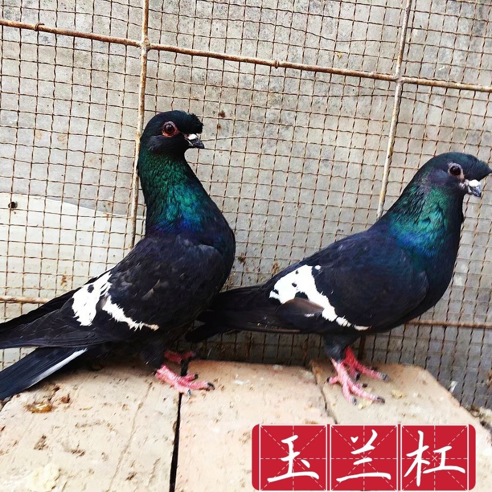 【玉兰杠】观赏鸽子新品种活体宠物小鸟活物一对公母种鸽幼鸽包活【2