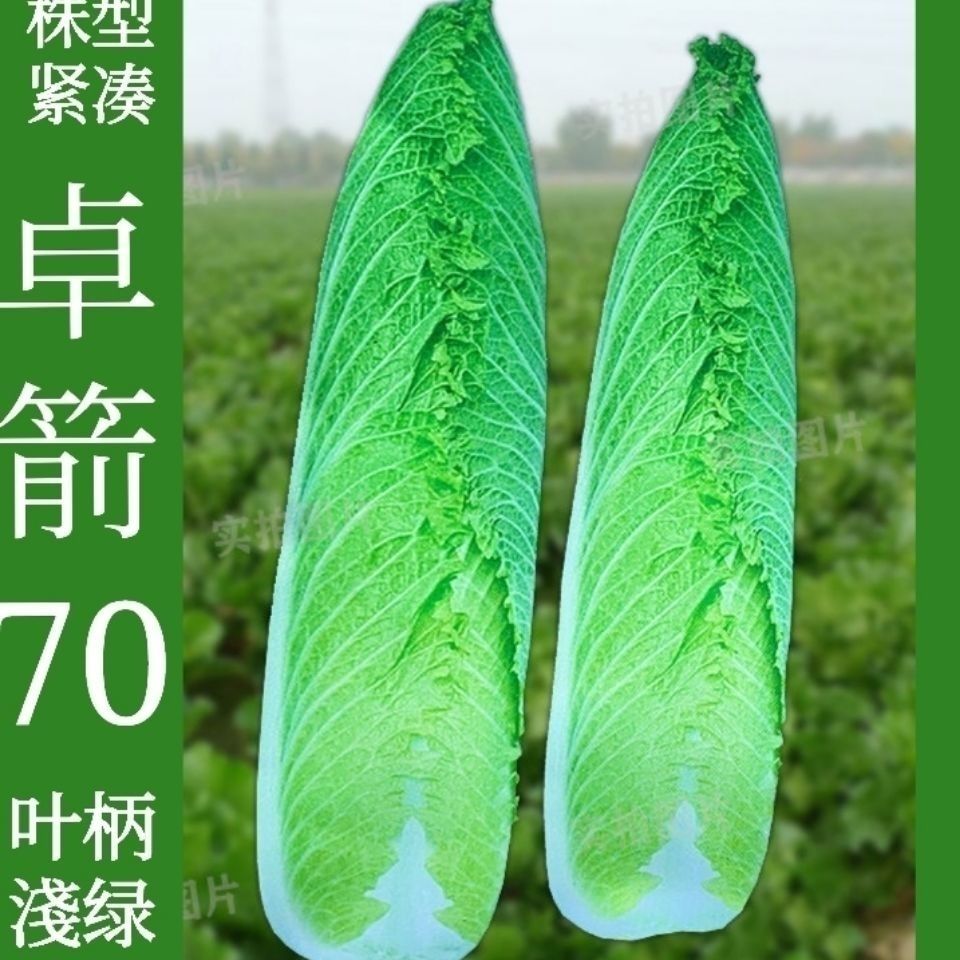 卓剑70包尖大白菜种籽青麻叶青口白绍菜种籽春夏秋四季蔬菜种籽孑