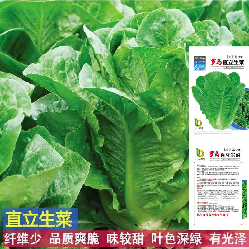 罗马直立生菜种子大叶速生菜种子四季播种可生吃沙拉生菜蔬菜种子