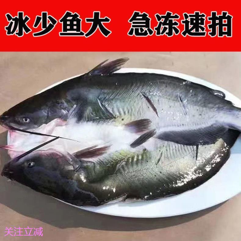 腌制清江鱼900-1100g冰鲜烤鱼半成品冷冻开背鱼黑鮰鱼