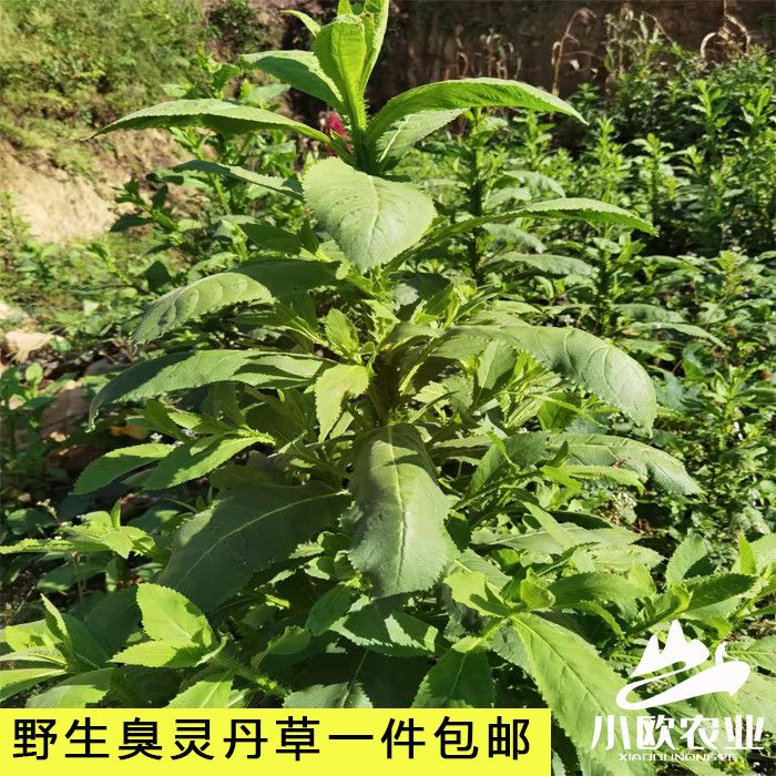 云南中药材野生食用农产品臭灵丹草六棱菊鹿耳草新货干品100g包邮