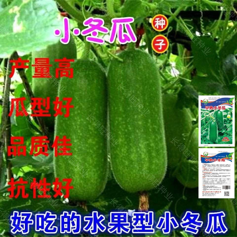 早熟小冬瓜种子毛冬瓜小节瓜迷你水果冬瓜子四季播高产蔬菜种孑籽