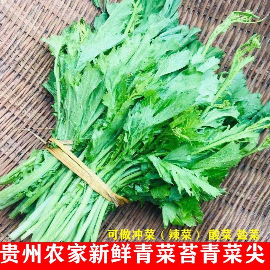 新鲜青菜苔苦菜苔芥菜苔菜芯贵州当季蔬菜做冲菜辣菜盐菜酸菜原料