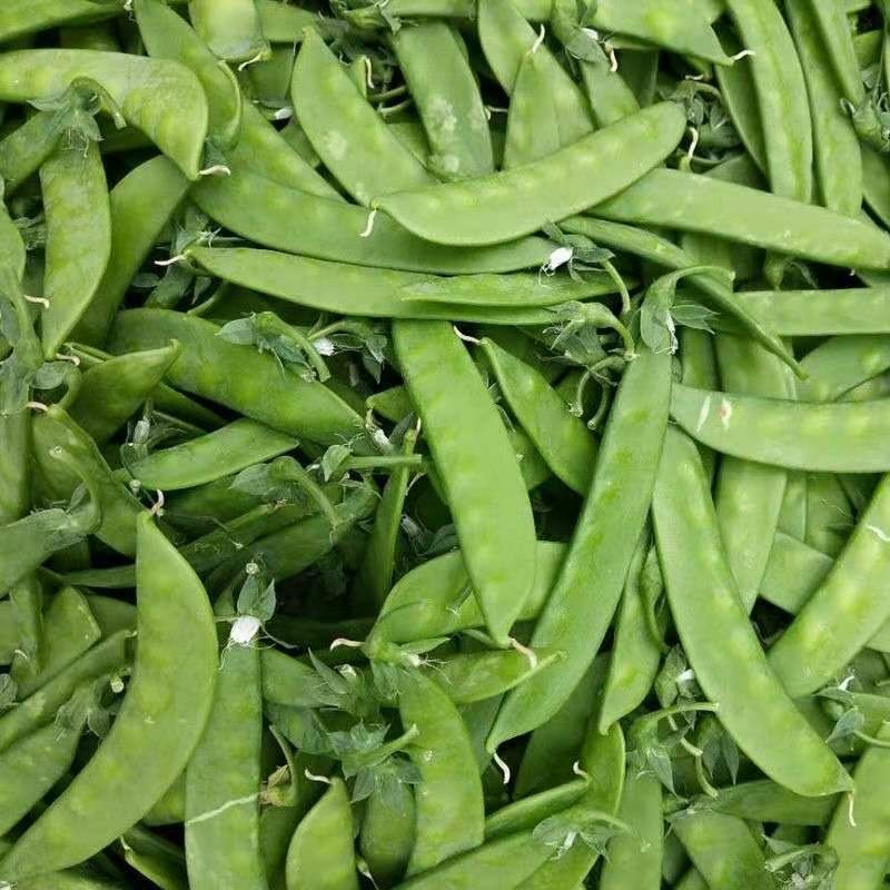 新鲜绿色蔬菜荷兰豆荚豌豆荚云南高山种植无污染孕妇宝宝蔬菜
