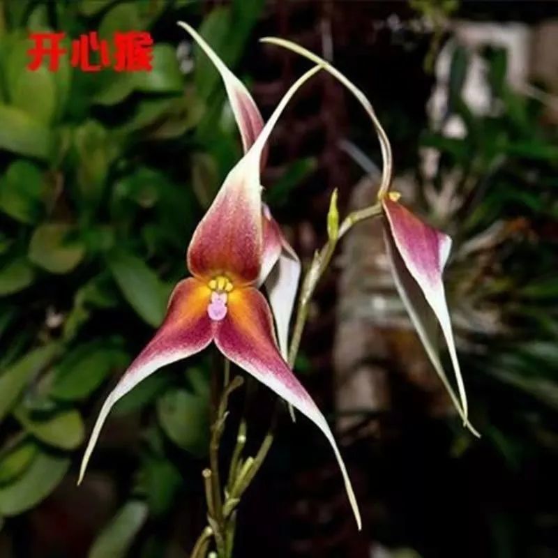 耐寒植物猴面小龙兰球根兰花冬季花卉猴头兰四季开花阳台绿植盆栽
