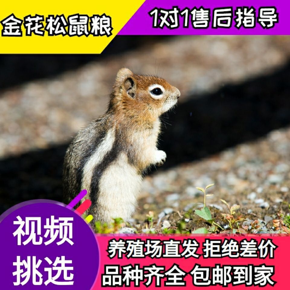 家养金花松鼠魔王小松鼠宠物松鼠幼崽活体粮食宠物花