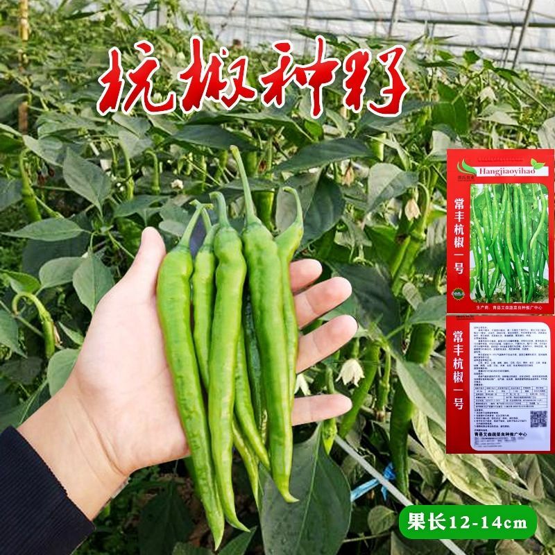 杭椒种子线椒种籽辣椒种子微辣椒种籽庭院菜园春季蔬菜种孑