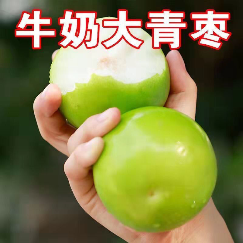【优选品质】台湾牛奶青枣脆甜贵妃枣水果现摘新鲜应季牛奶枣批发