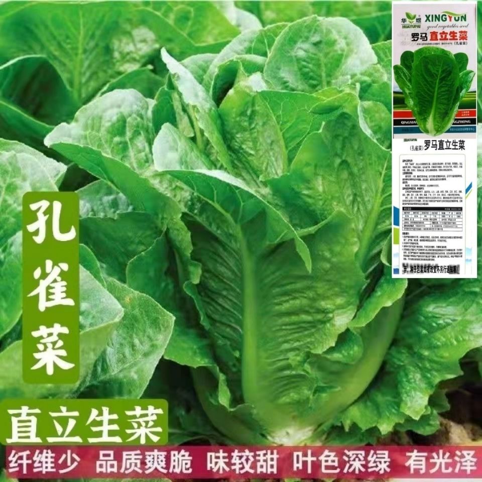 原装四季孔雀菜种子生吃脆甜罗马直立生菜种子耐寒阳台庭院易种植