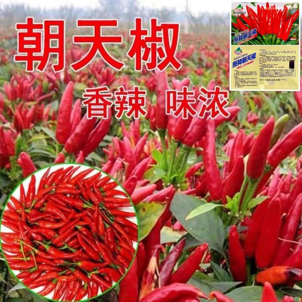 朝天辣椒种子大全苗小米辣椒种籽超辣盆栽阳台春四季高产蔬菜种孑