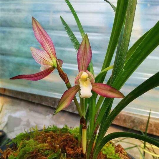 兰花春兰新品缟花彩素,别致色花,芳香怡人