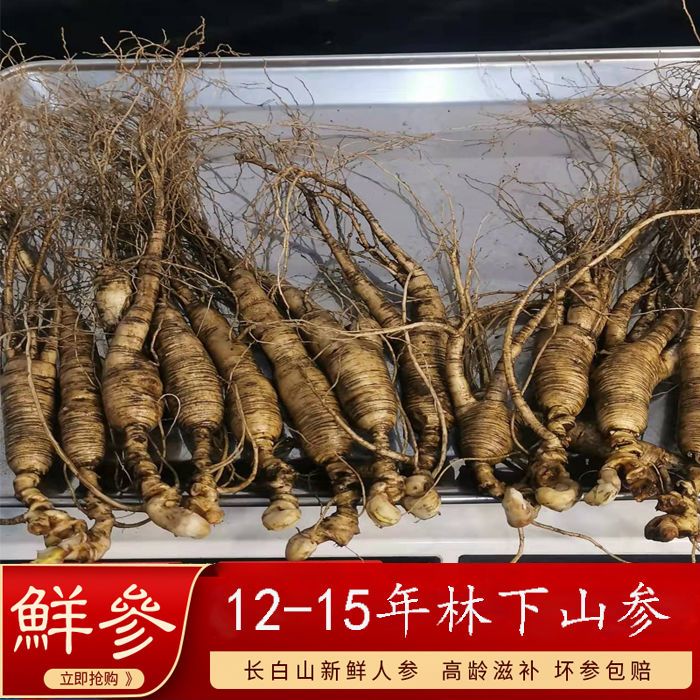 12-15年林下山参长白山人参长白山野山参  野人参  鲜人参 林下参