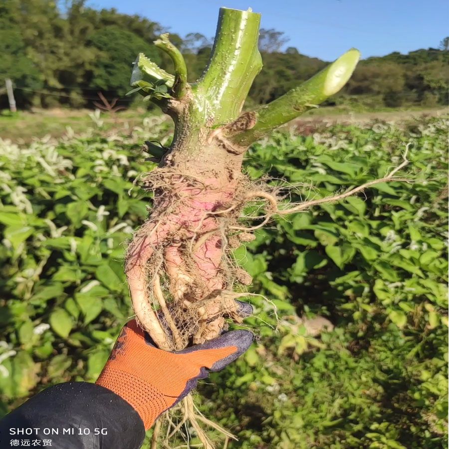 新鲜野生刺苋菜头 苋菜根汉菜 红刺苋假苋菜头苋菜根祛湿汤料材料