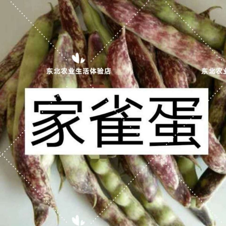家雀蛋几豆豆角种子无筋无柴软面开锅烂纯东北鼓豆面豆角种子 虎窝拼