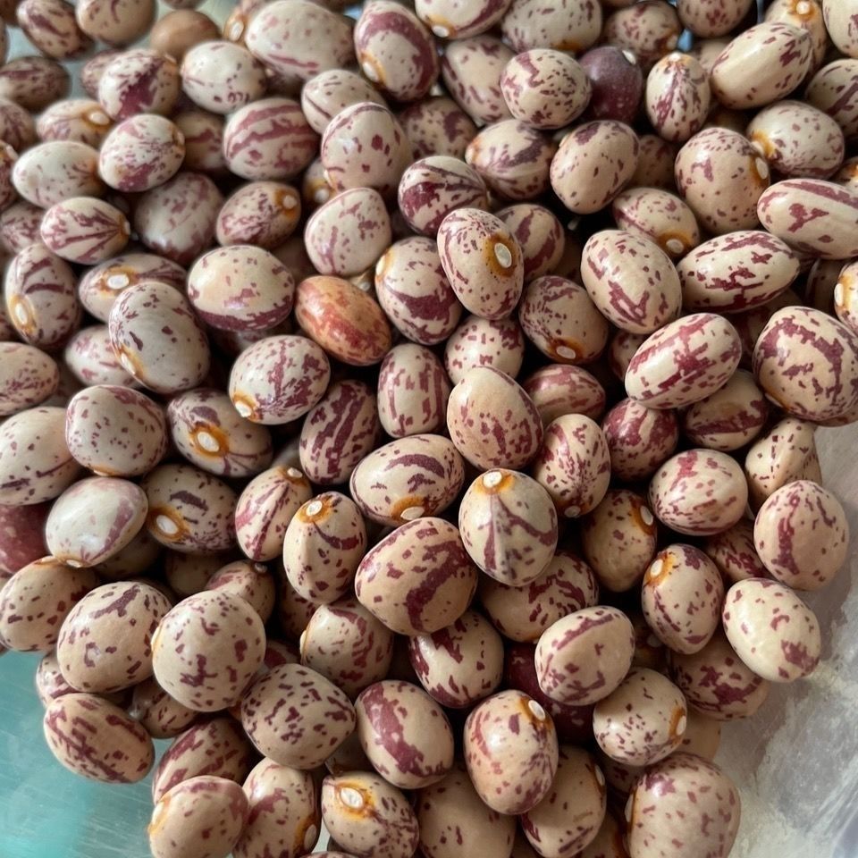 家雀蛋几豆豆角种子无筋无柴软面开锅烂纯东北鼓豆面豆角种子 虎窝拼