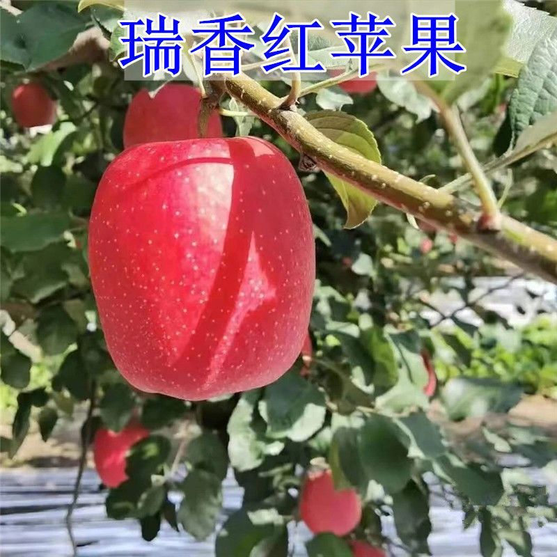 新品种瑞香红苹果苗当年结果南北种植嫁接晚熟瑞香红苹果树苗