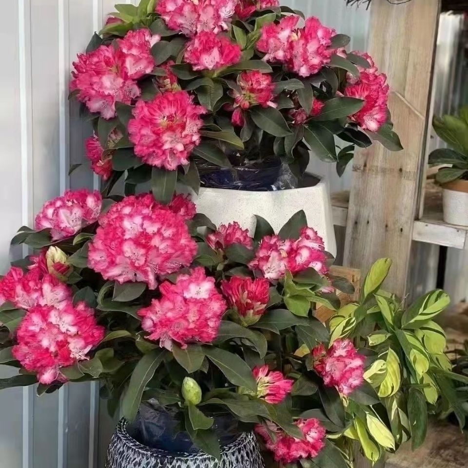 高山杜鹃庭院耐寒耐晒植物春季花期杜鹃花盆栽杜鹃名贵花卉【3月27