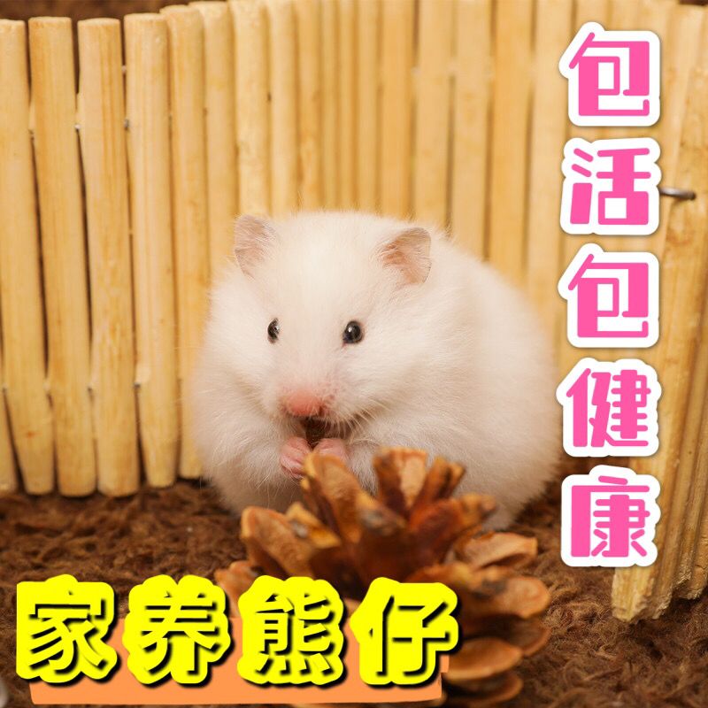 稀有长毛金丝熊仔纯银杂银白熊鸽灰手养稀有宠物仓鼠公母幼崽 虎窝拼