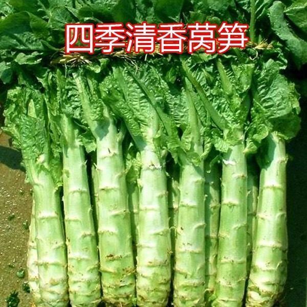 四季莴笋种子苗 菜籽菜种红莴苣种籽尖叶青笋蔬菜菜孑红莴笋种籽