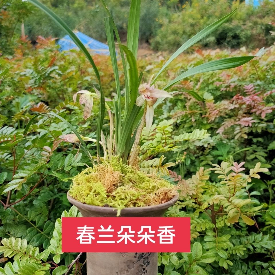 云南春兰朵朵香兰花室内盆栽清香四溢兰花草