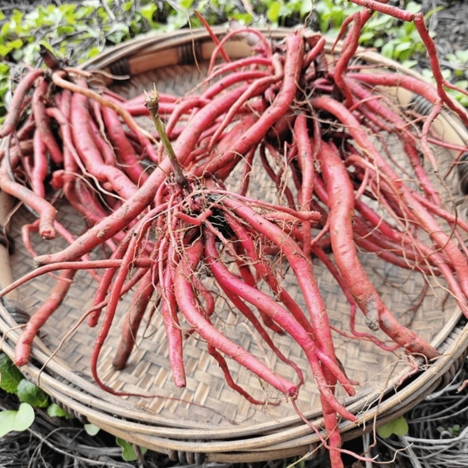 贵州新鲜野生红牛膝根中药材红土牛膝草药红牛克膝怀牛膝根500克拼团