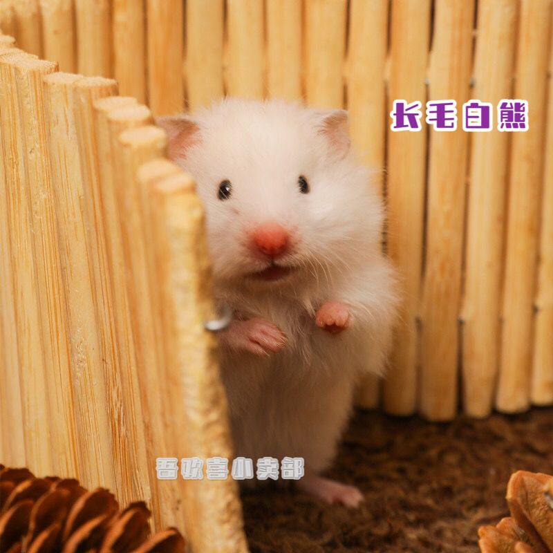 稀有长毛金丝熊仔纯银杂银白熊鸽灰手养稀有宠物仓鼠公母幼崽 虎窝拼