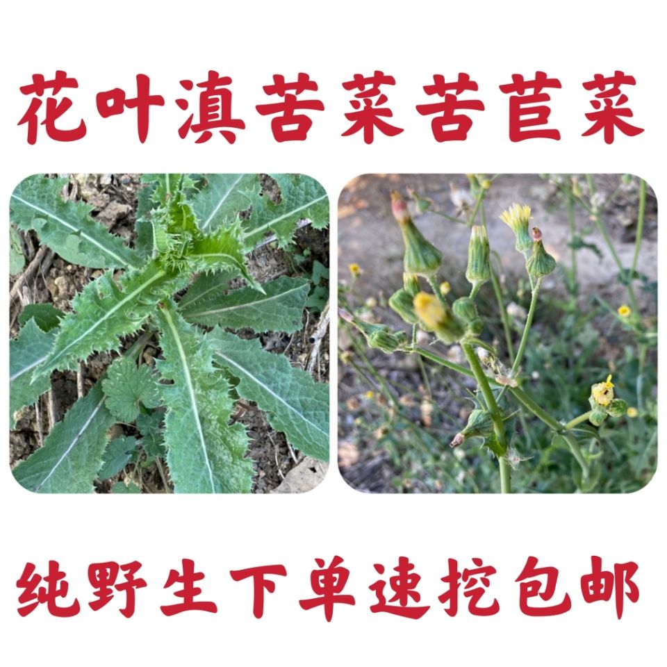 新鲜纯野生花叶滇苦菜苦苣菜青菜堇菜苦荬苦马菜蔬菜续断菊中药材