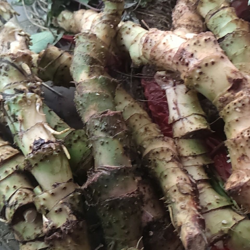野生老年水刺芋簕茨菇现采刺芋簕藕散结化淋草 10斤