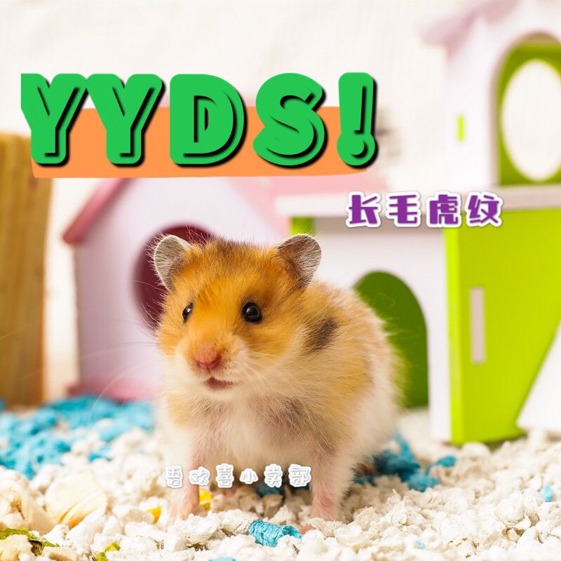 稀有长毛金丝熊仔纯银杂银白熊鸽灰手养稀有宠物仓鼠公母幼崽 虎窝拼