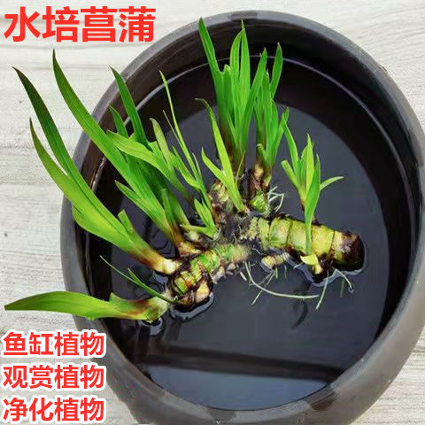 龙根菖蒲草盆栽易养活室内外水培植物养鱼缸龟景观绿植办公室盆景