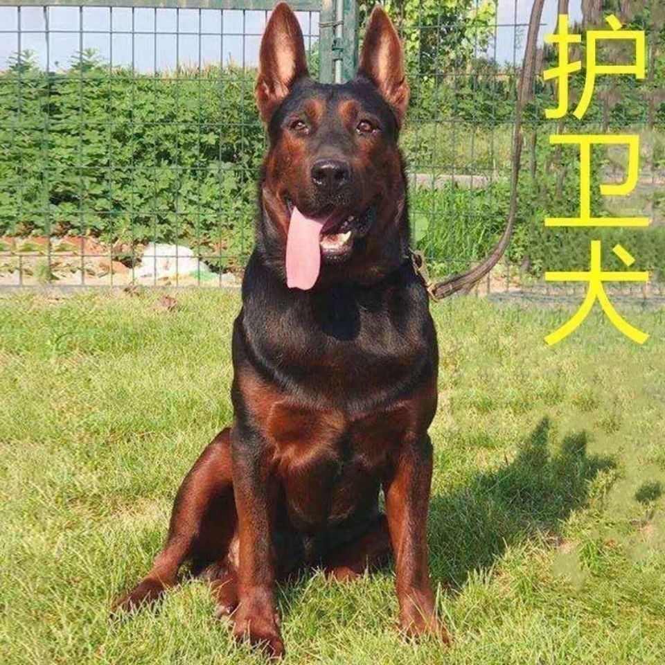 莱州红犬幼犬纯种苏联红犬活体猎犬大骨架中国红犬大型看家狗红狼