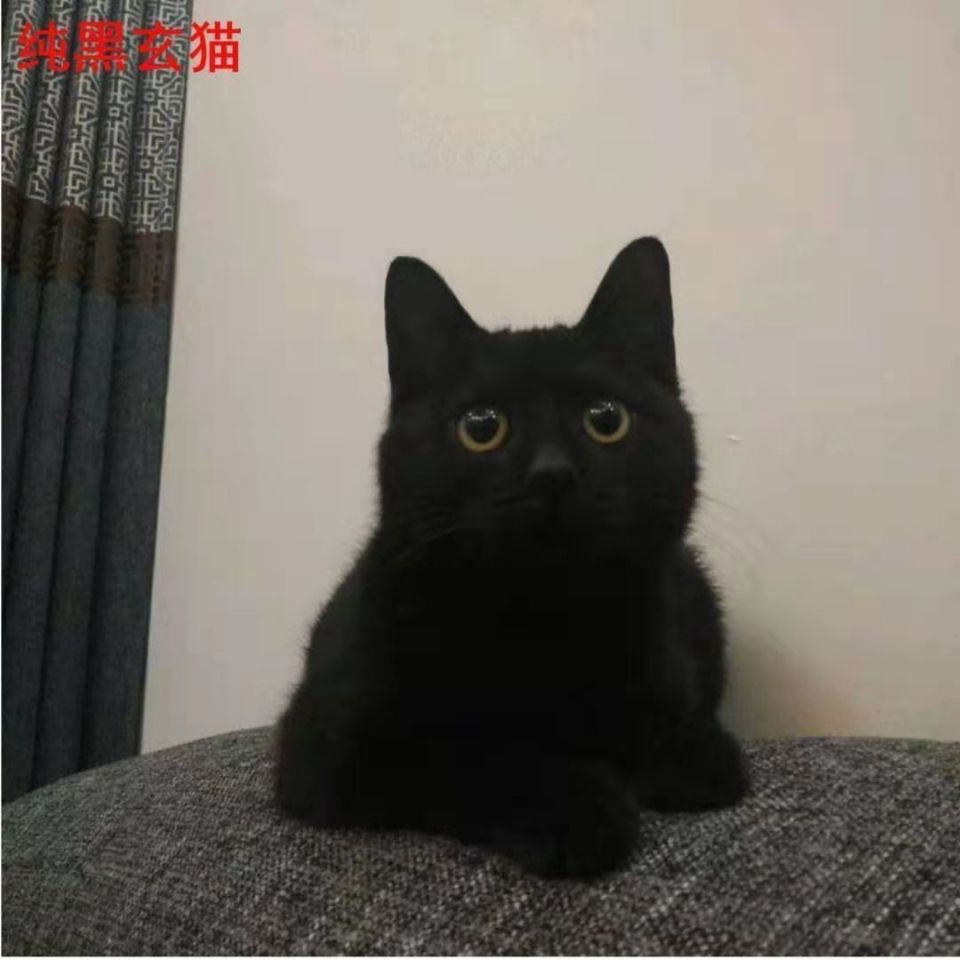 纯黑猫黑色玄猫宠物猫咪活体纯种活物黑猫纯黑色玄猫幼崽幼猫小猫【3