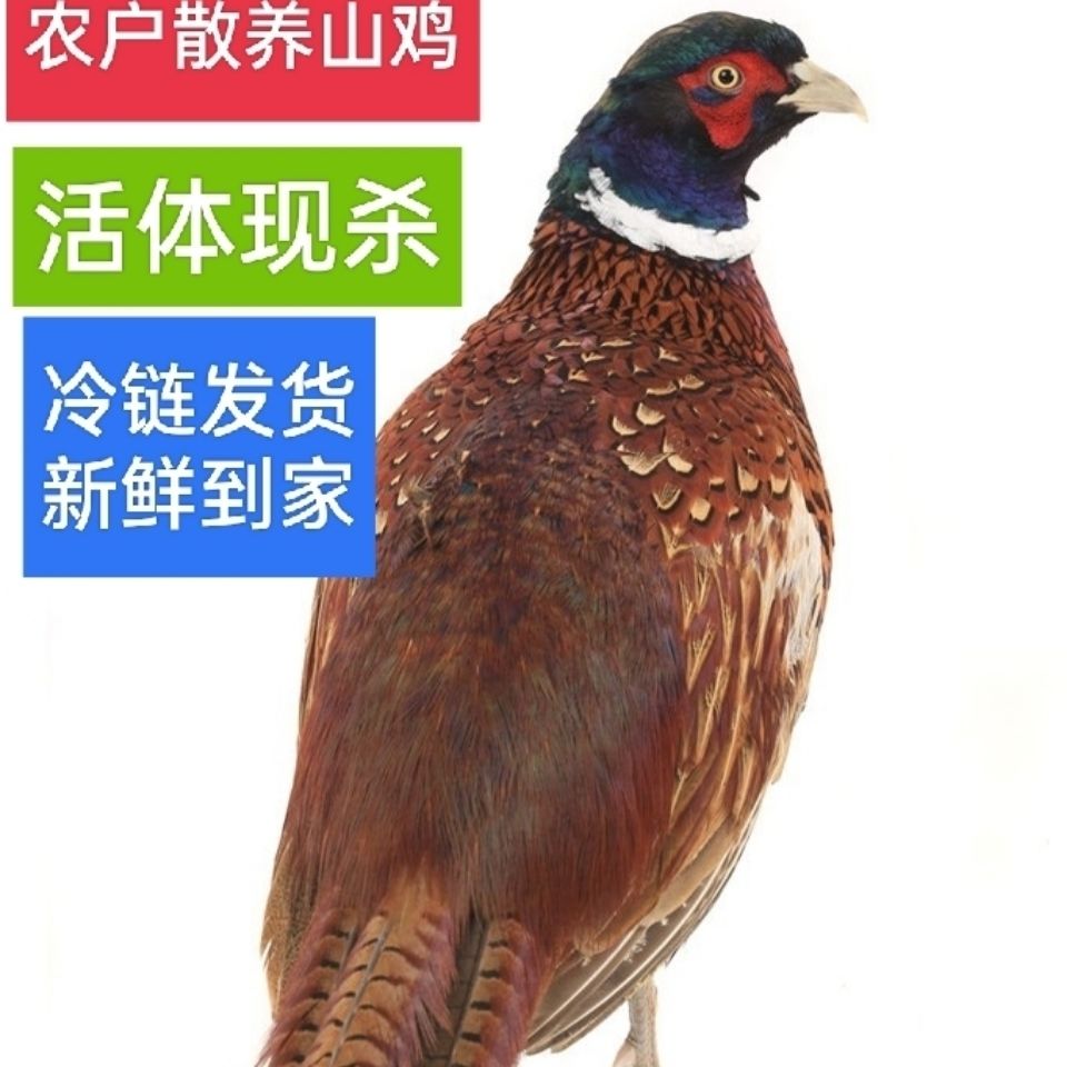 农家现杀活体七彩山鸡肉散养公鸡新鲜老母草鸡土柴鸡月子鸡速冻【15天