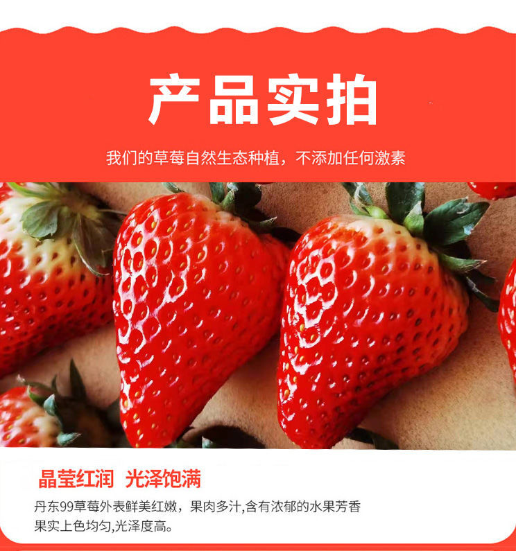  丹东99草莓红颜新鲜牛奶九九奶油水果草梅当季中果
