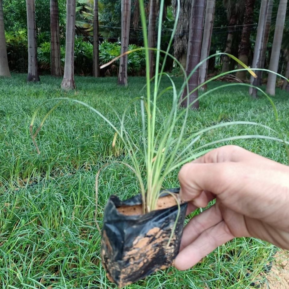 小叶细叶麦冬草庭院别墅青叶绿化植物四季沿阶草耐阴苗木长麦冬草