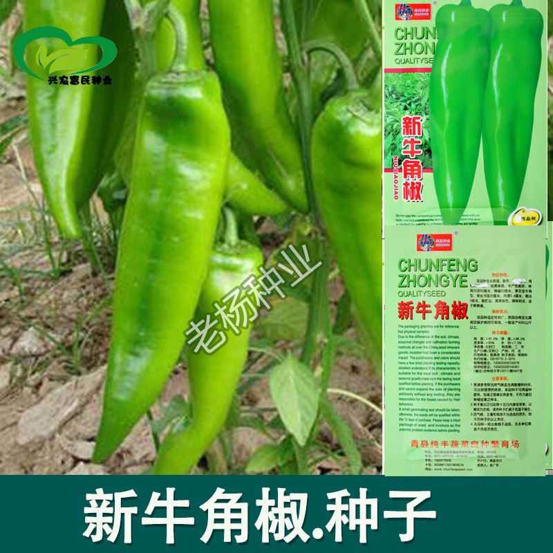 牛角辣椒种子 青椒高产春秋阳台盆栽菜园蔬菜种子  辣椒种子