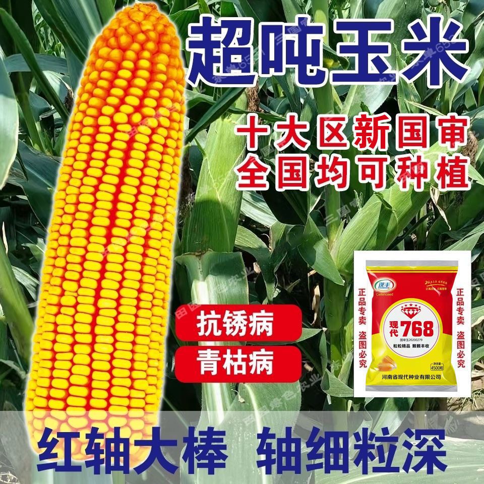 高产玉米种子红细轴大棒批发大全抗旱抗涝南方北方苞谷矮杆抗倒伏