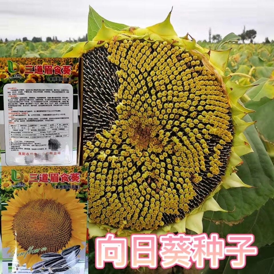 高产 向日葵种子 易种高产瓜子种大颗粒型食用向日葵花籽大田种植