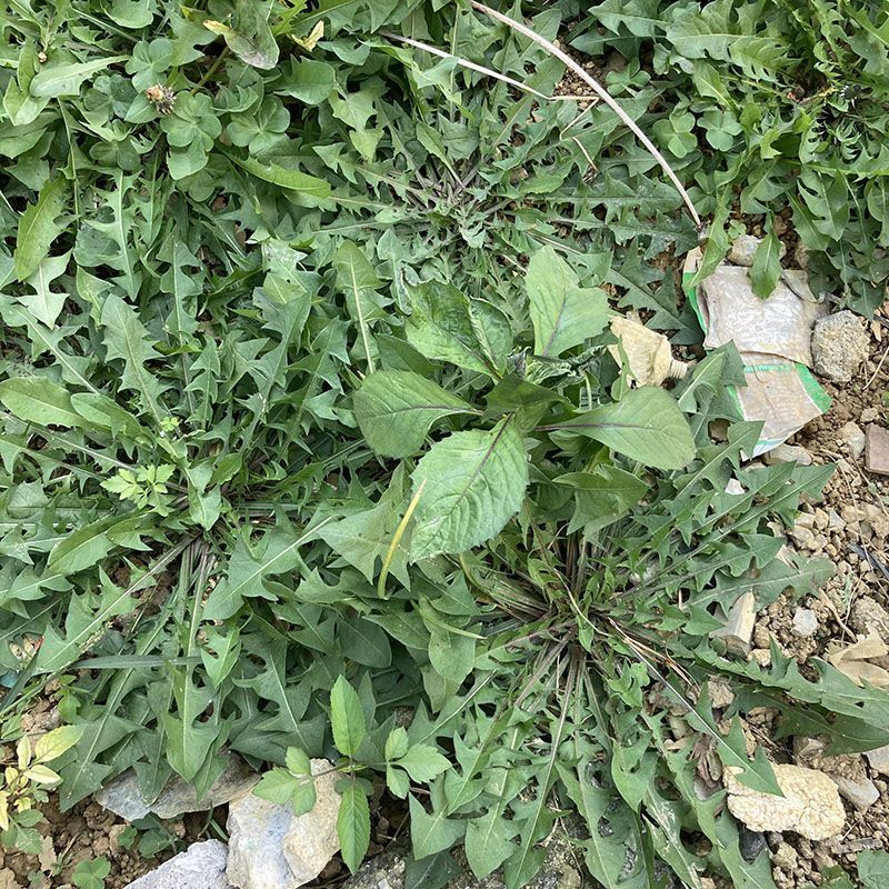 广西新鲜蒲公英野生现挖整颗带根带叶纯天然婆婆丁新鲜山野菜包邮【3