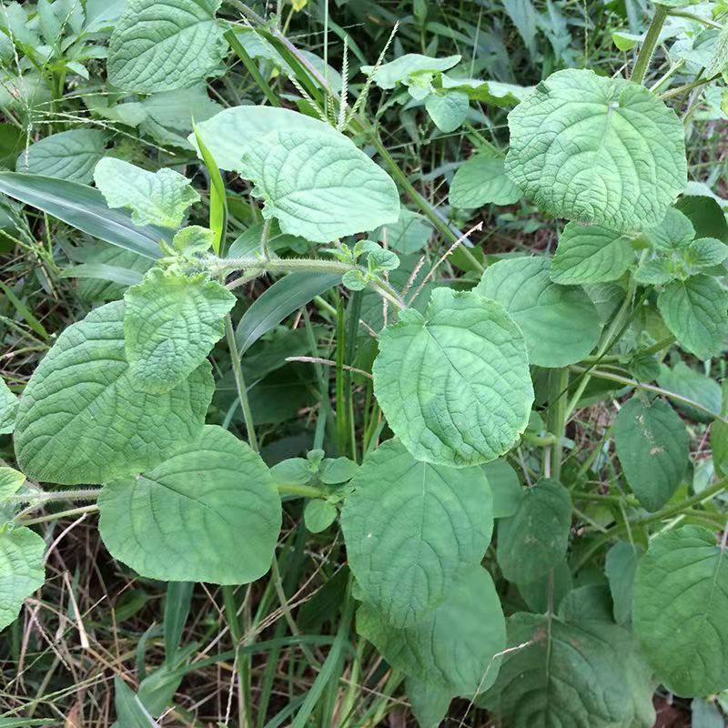 野生山香草种子 毛老虎 山薄荷假藿香 四季庭院阳台盆栽 农家野菜