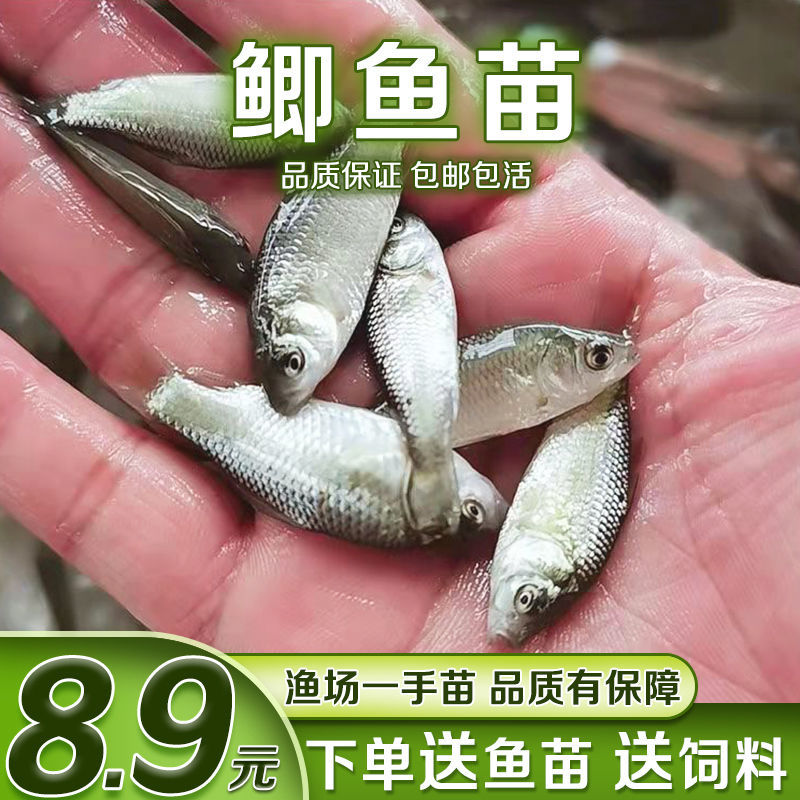 鲫鱼苗高背鲫工程鲫湘云鲫中科鲫鱼白鲫银鲫黄金鲫软骨鲫鱼苗活体