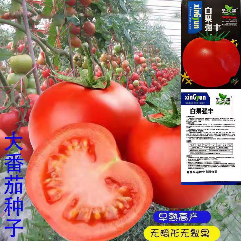 西红柿种子庭院阳台盆栽蔬果大番茄种子小番茄种子四季种蔬菜种子