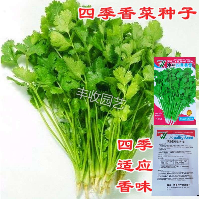 香菜种子四季高产阳台室内花卉花盆栽小香菜蔬菜种子四季香菜种籽