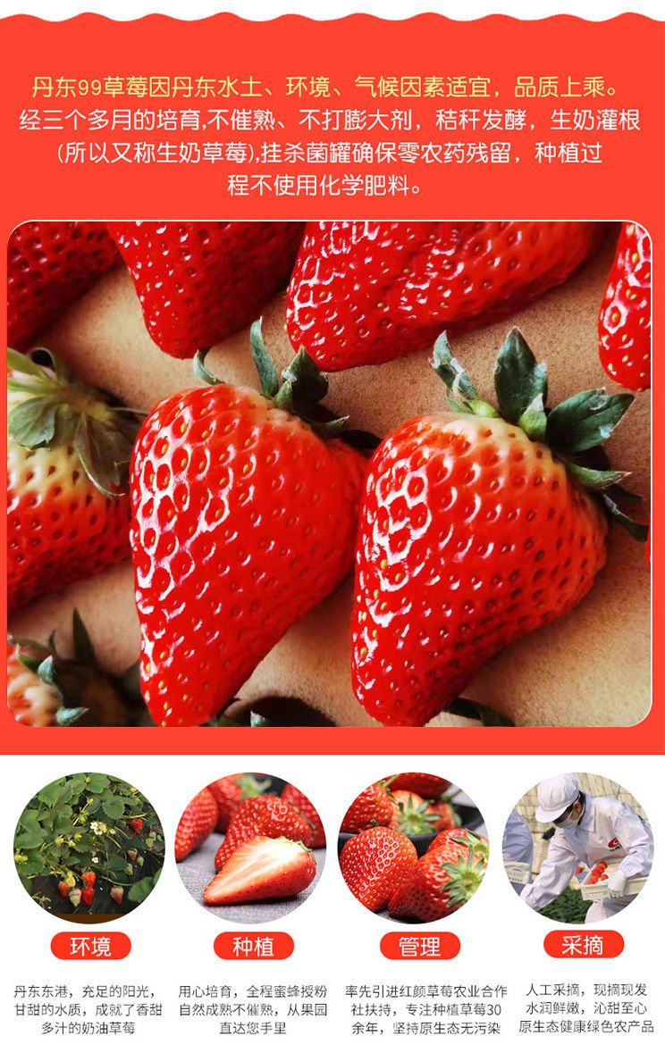  丹东99草莓红颜新鲜牛奶九九奶油水果草梅当季中果