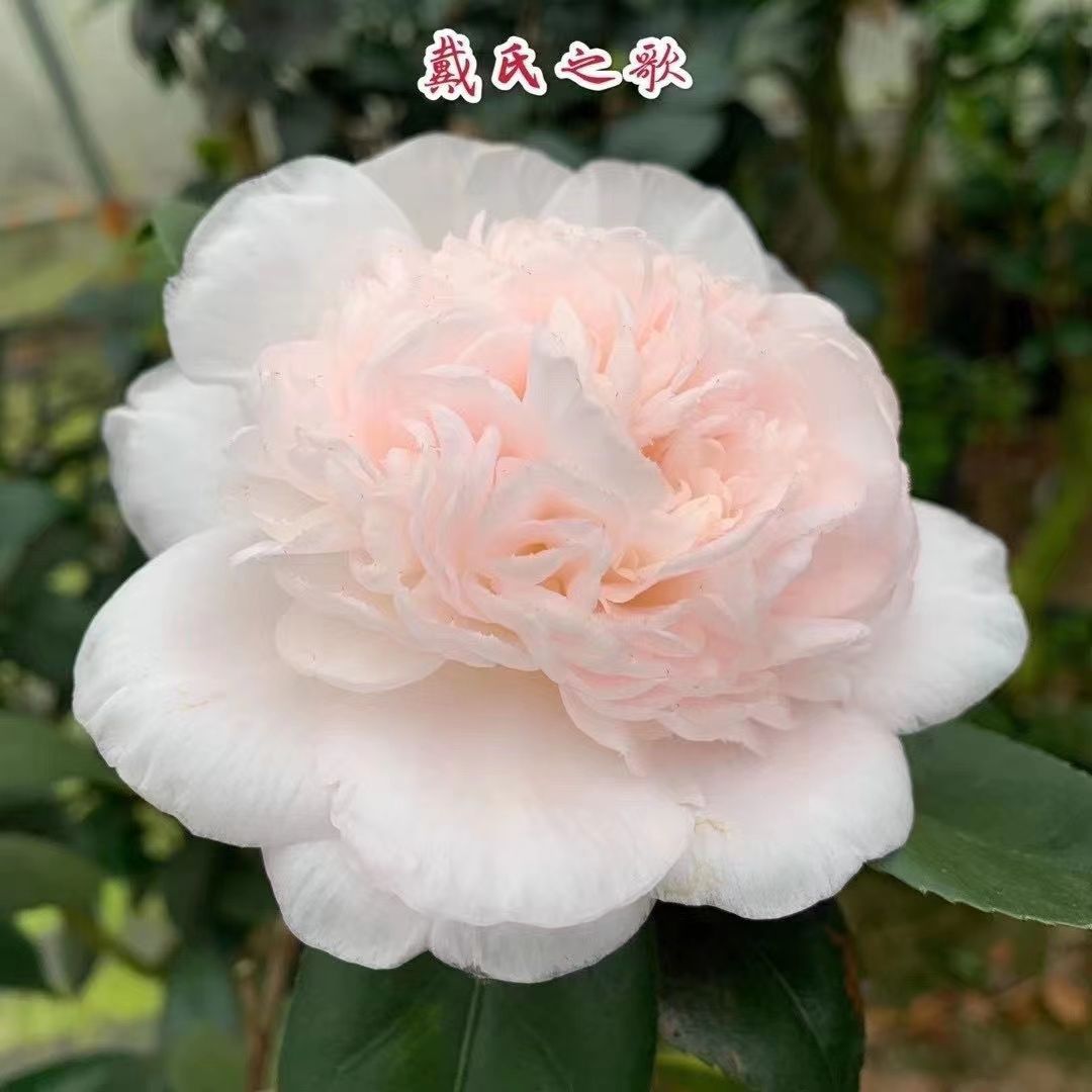 名贵品种戴氏之歌茶花花卉盆栽大花朵植物室内盆景好养易活绿植