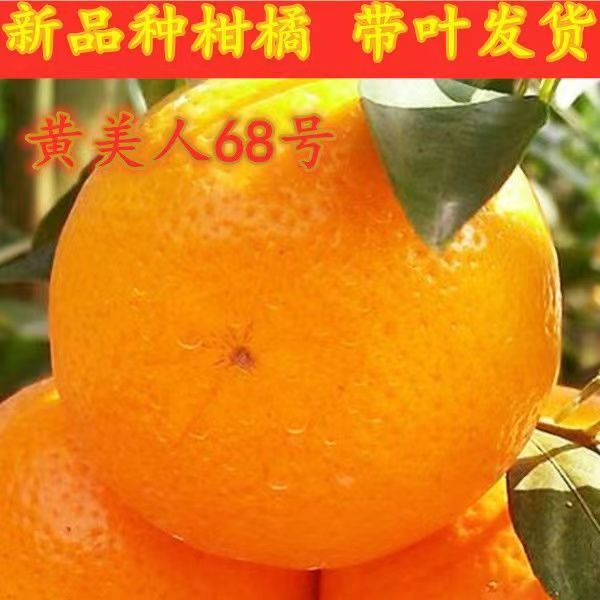 嫁接新品种桔子苗 黄美人爱媛68号 媛红椪柑 红公主柑橘树苗果树