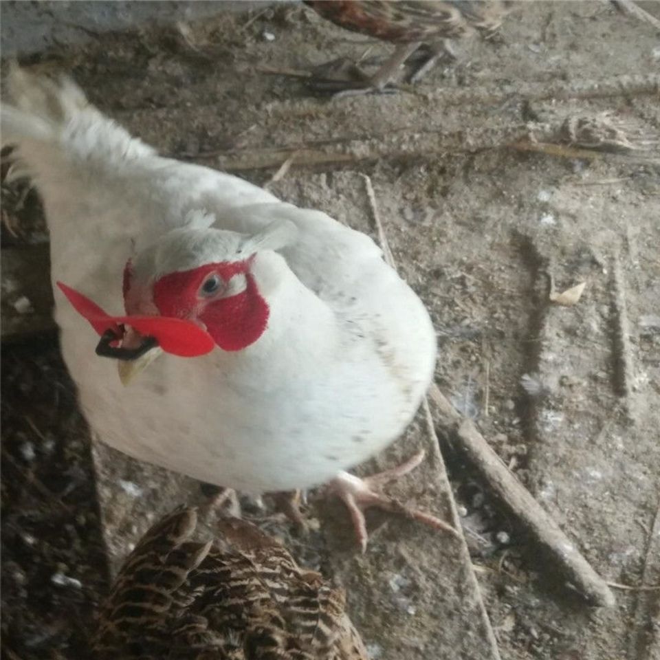 观赏白化山鸡孔雀蓝山鸡成年七彩山鸡包邮包活半大鸡观赏鸡宠物鸡